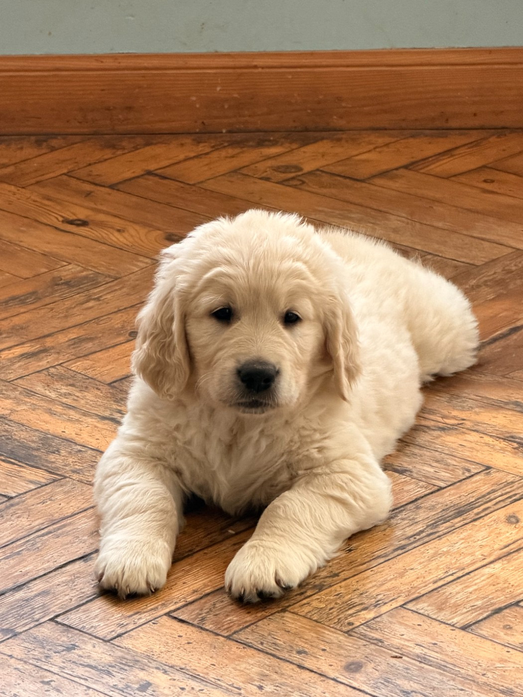 De La Villa De L'Elixir D'Or - Chiots disponibles - Golden Retriever