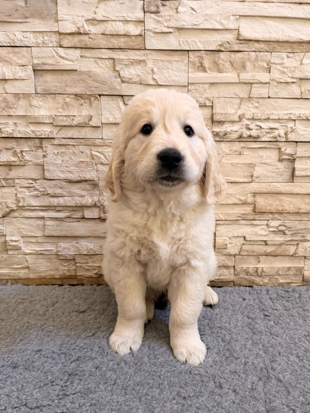 De La Villa De L'Elixir D'Or - Chiots disponibles - Golden Retriever