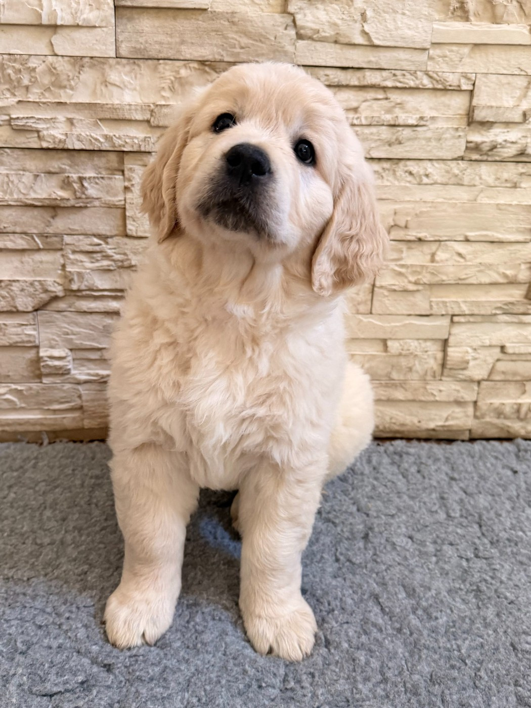 De La Villa De L'Elixir D'Or - Chiots disponibles - Golden Retriever