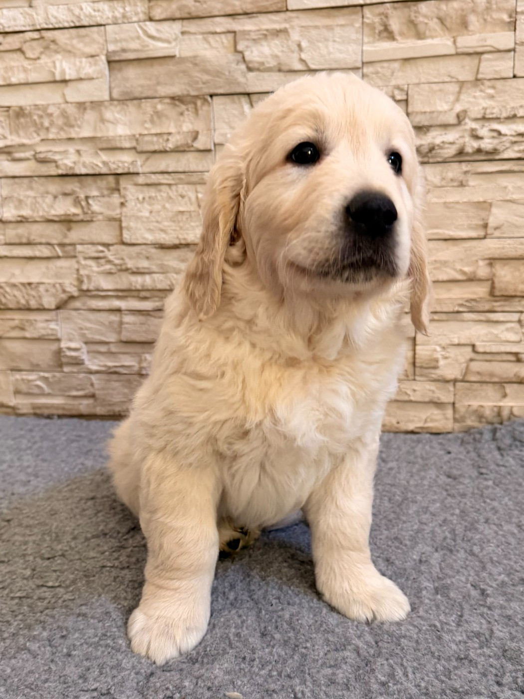 De La Villa De L'Elixir D'Or - Chiots disponibles - Golden Retriever