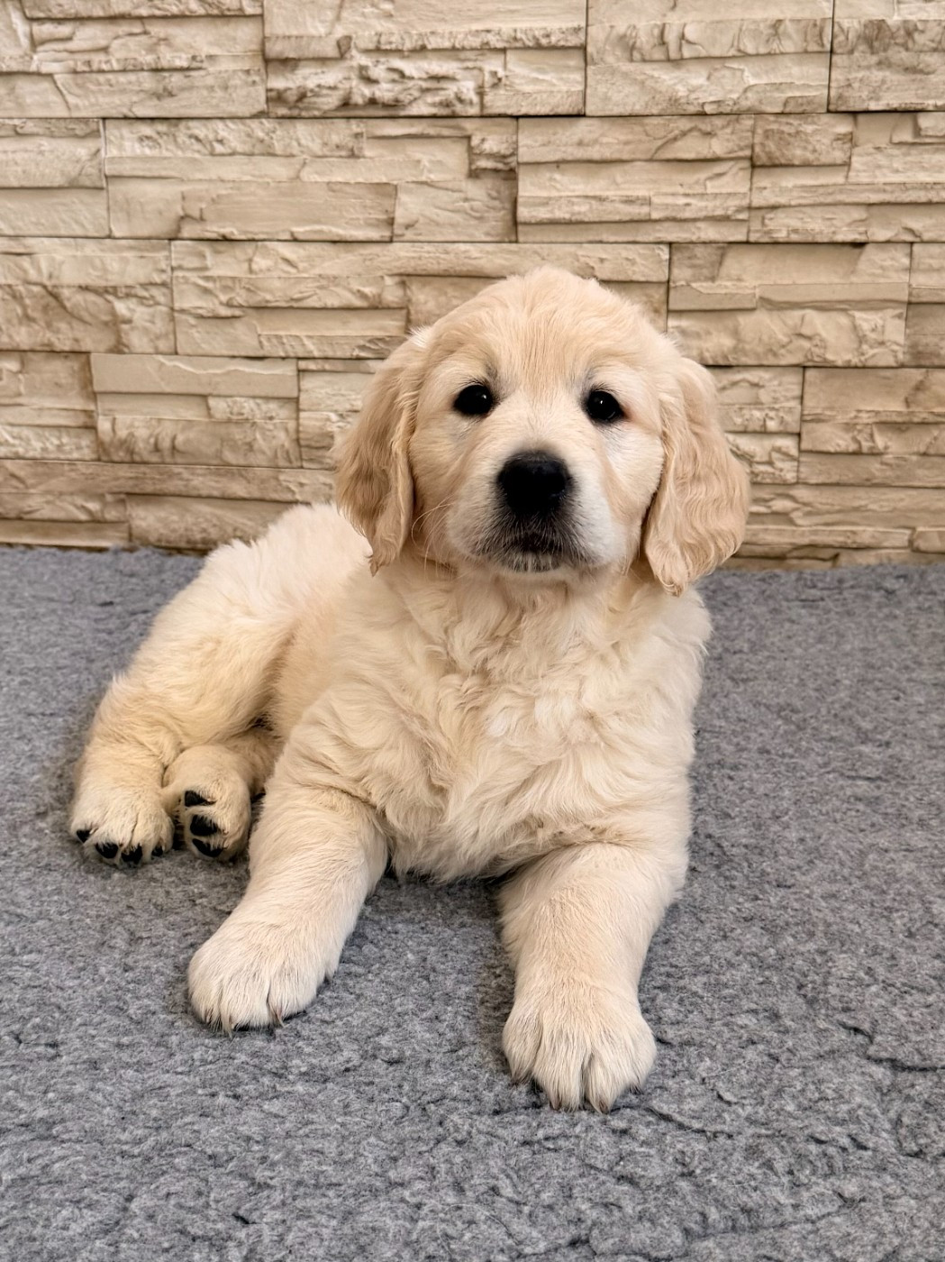 De La Villa De L'Elixir D'Or - Chiots disponibles - Golden Retriever